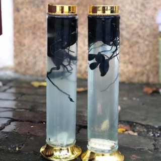 Bình Trụ Phú Hoà Ngâm Rượu 1.8L