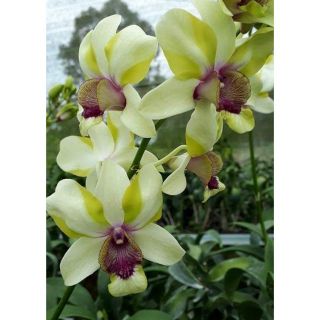 Denro lại cát mắt rồng