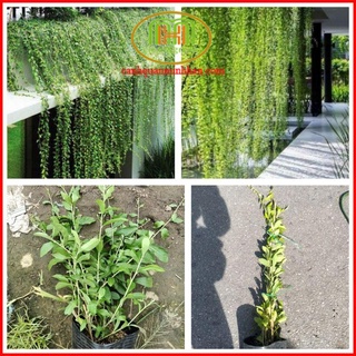 Dây cúc tần Ấn độ dài 1m decor tường cây rủ rất đẹp Minh Hân Garden