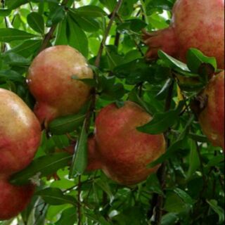 Cây giống lựu đỏ