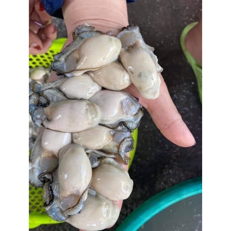 Hàu sữa tách vỏ tươi ngon bịch 500g (giao hỏa tốc TPHCM)