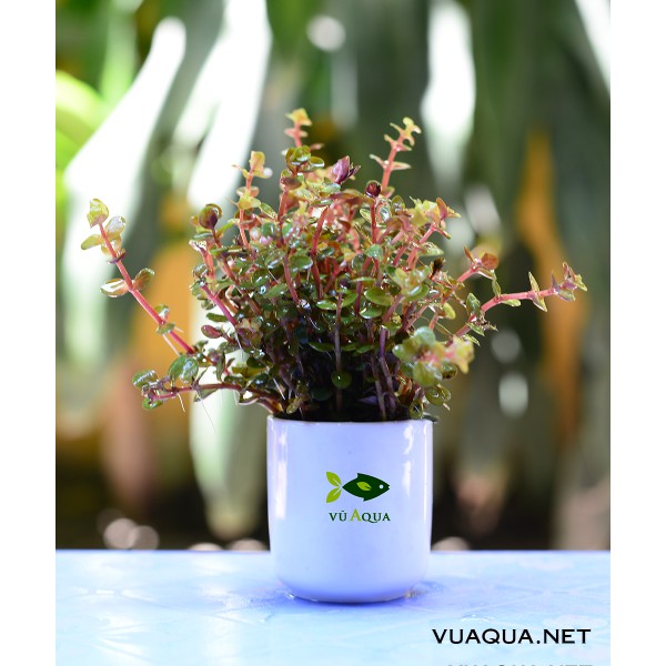Cây thủy sinh, cắt cắm, lá cạn thu hoạch trực tiếp tại trại cây Vũ Aqua