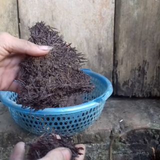 Dớn cắt miếng trồng lan
