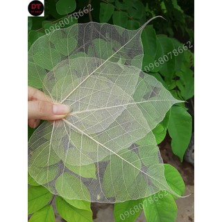 Set 50 xương lá bồ đề tặng 2 lá