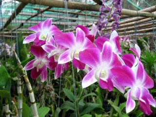 com bo 5 cây hoa lan denro nhiều màu