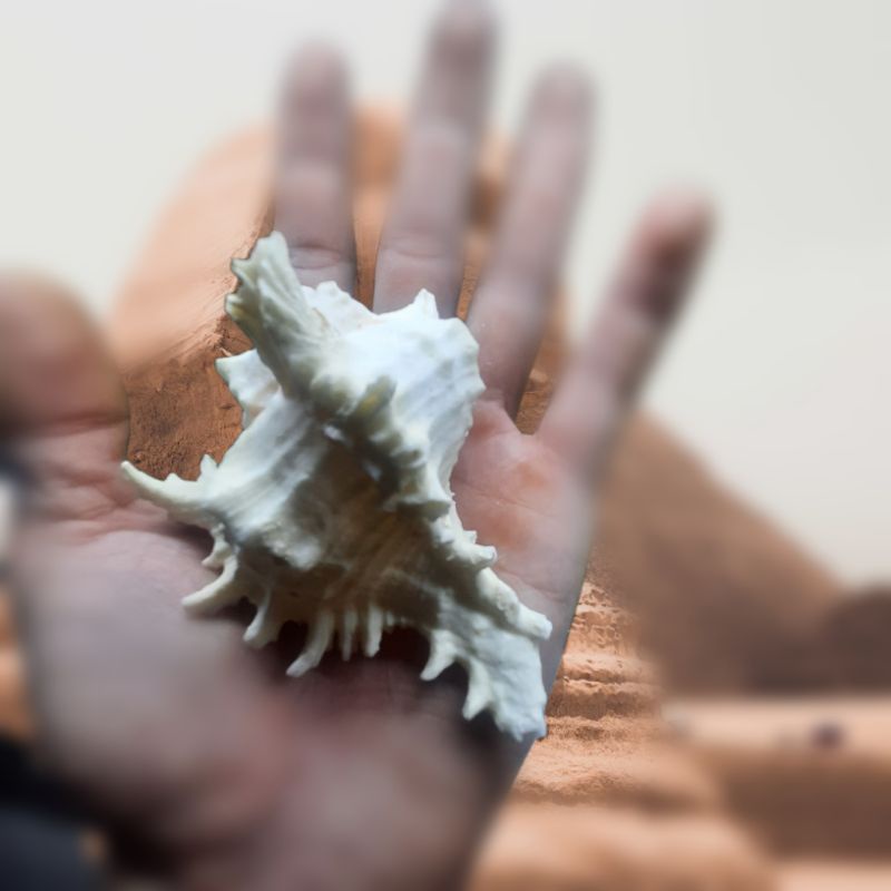 Vỏ Ốc Xà Cừ,Gai,Đá Size Lớn