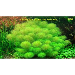 20 Nhánh Tiểu Bảo Tháp - Cây cắt cắm - Cây trồng trang trí hồ thủy sinh