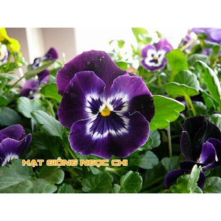 Hạt Giống Hoa Pansy Mix - 100 Hạt