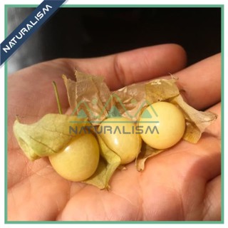 Trái Thù Lù già lấy hạt giống, Tầm Bóp, Cà chua Lồng đèn, golden berry