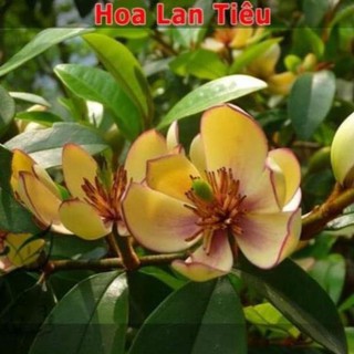 Cây hoa lan tiêu hương thơm