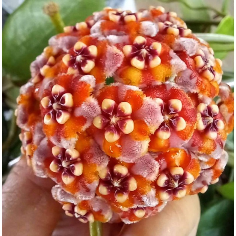 Cẩm cù Hoya Meliflua / Melyflua