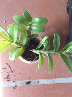 Trầm 6 mắt hàng giống