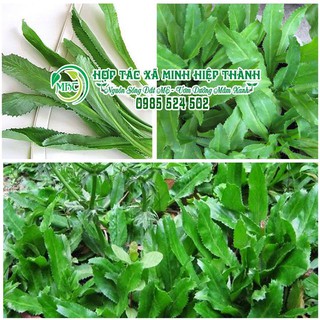 Sale off Hạt giống rau mùi tàu cực đẹp.