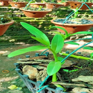 Hoa lan - 5ct bảo duy hàng gieo hạt( cao 15cm)