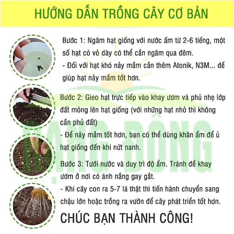 Hạt Giống Cải Thìa RaDo 77  Hạt Giống Rạng Đông