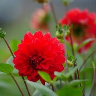 Hạt giống hoa thược dược