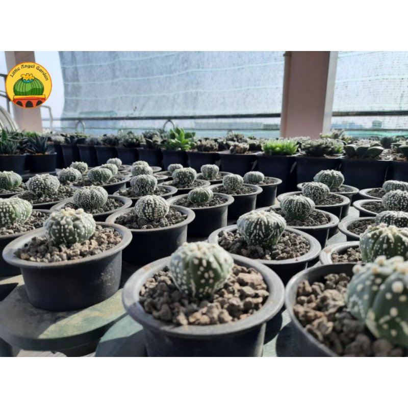 Xương rồng Super kabuto | Astrophytum Asterias Super Kabuto | Xương rồng Aster