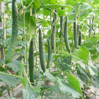 Hạt giống dưa chuột dài  nhật 20 hạt