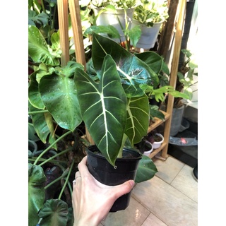 Môn Alocasia Frydek