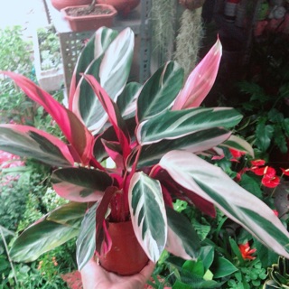 Cây Chuối Hoàng Yến