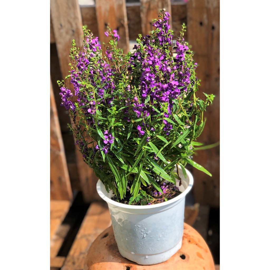 Chậu hoa Forget Me Not mảu tím