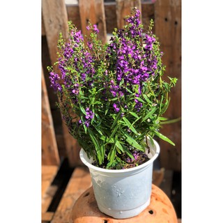 Chậu hoa Forget Me Not mảu tím