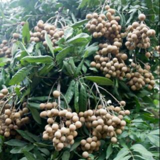 Cây giống nhãn chín sớm