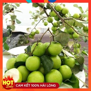 Cây Giống Táo Đài Loan ( 3 Cây ) Quả To Ngọt Trồng Một Năm Có Quả