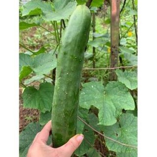 [Big Sale] DƯA CHUỘT NHẬT HẠT LÉP F1