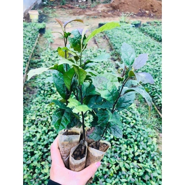 Combo 5kg Xạ đen Hoà Bình (SAO VÀNG HẠ THỔ)