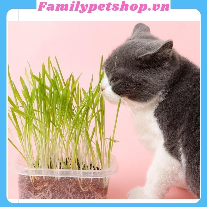Hạt giống cỏ mèo-bộ trồng cỏ cho mèo-familypetshop.vn