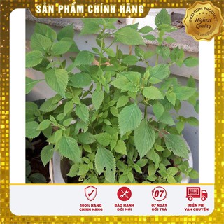 Bộ gói hạt giống Kinh giới