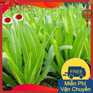 Combo 3 Gói Hạt Giống Rau Diếp Thơm