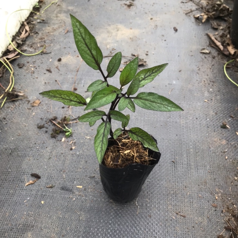 5 Cây giống dưa hấu pepino tím