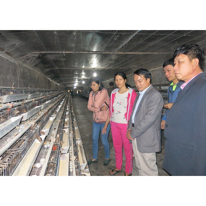 ADE B.Complex – Amino amin cung cấp đạm, khoáng, vitamin đầy đủ cho gia súc, gia cầm