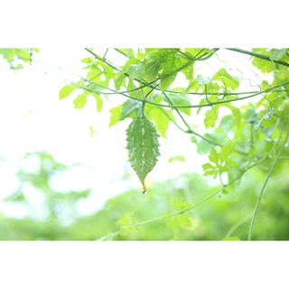 Trà Khổ qua rừng DATO 