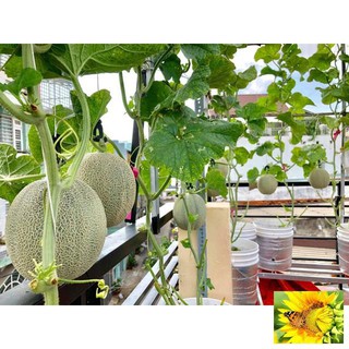 ⚡️HẠT GIỐNG DƯA LƯỚI DA XANH GREENMAN⚡️NĂNG XUẤT CAO GIỐNG F1