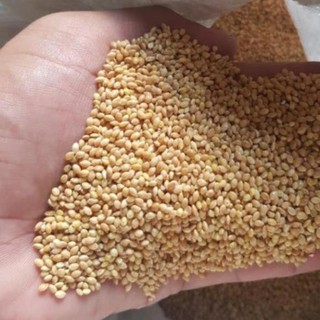 1kg Hạt kê vàng cho chim cảnh