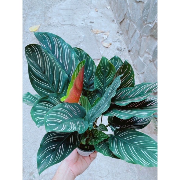 Cây Đuôi Công Thái Calathea ornata