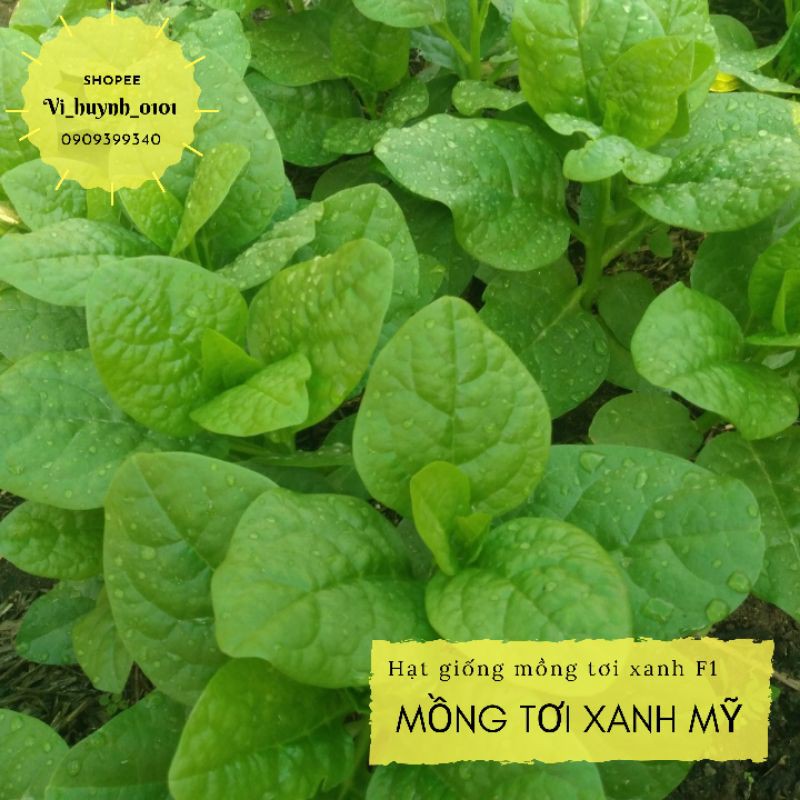 Hũ 2gr (~60-80 hạt) hạt giống mồng tơi xanh hữu cơ mỹ dễ trồng lá to