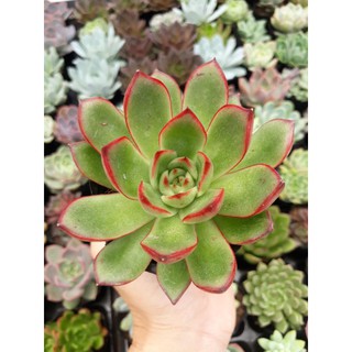 sen đá viền đỏ size bầu