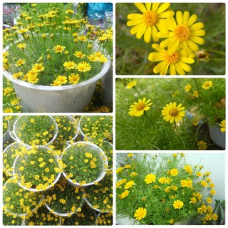 [GIÁ GỐC] Hạt giống Hoa cúc sao băng đẹp trồng chậu treo, thảm hoa - 100 hạt