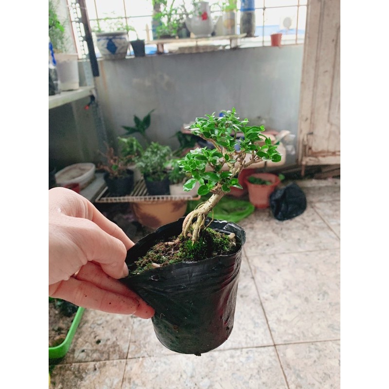 Sam Hương bonsai