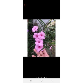 bầu 6 cây chiều hồng