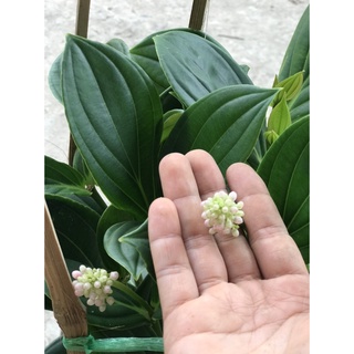 Caykiengsadec Hòn ngọc viễn đông
