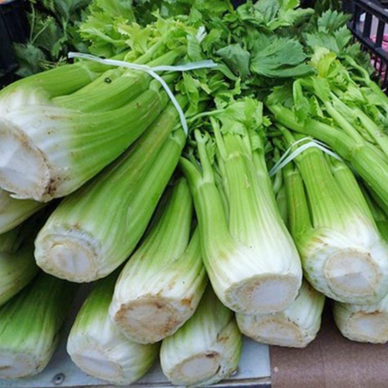 Hạt Giống Cần Tây Mỹ  - Dinh Dưỡng, Năng Suất Cao - MUA 3 TẶNG 1 CÙNG LOẠI