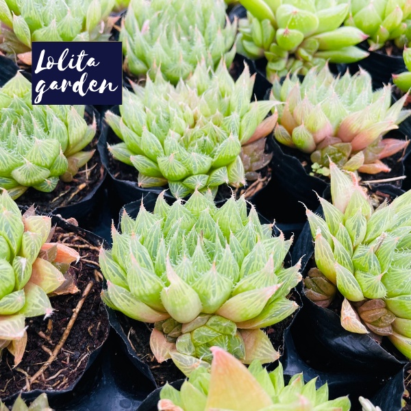 Sen đá dạ quang Đà Lạt size bé cây cảnh trang trí nhà cửa Lolita garden