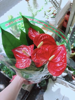 Cây Hồng Môn
