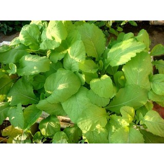 Hạt giống rau Cải Mơ rau cải Ngon tại Hạt Giống Bốn Mùa