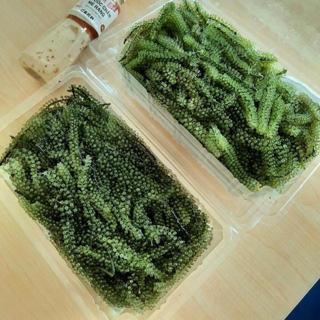 RONG NHO TƯƠI ( thứ 6 hàng tuần)